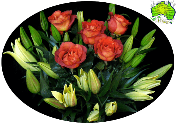 LILY and ROSE COMBO LILY and ROSE COMBO