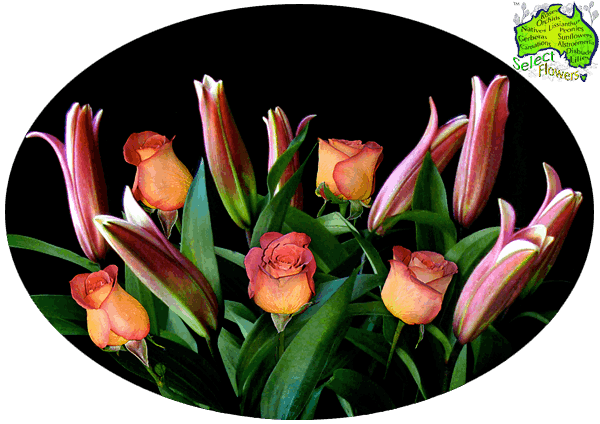 LILY and ROSE COMBO LILY and ROSE COMBO