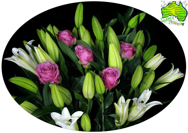 LILY and ROSE COMBO LILY and ROSE COMBO