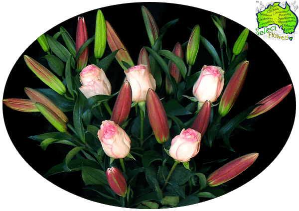 LILY and ROSE COMBO LILY and ROSE COMBO