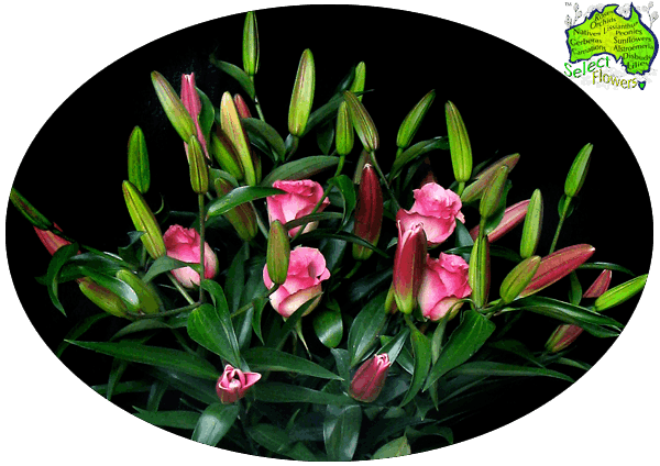 LILY and ROSE COMBO LILY and ROSE COMBO