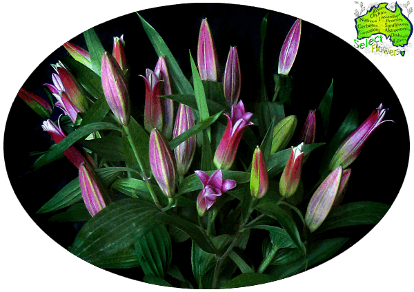 ORIENTAL LILIES ORIENTAL LILIES