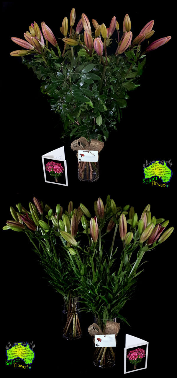 ASIATIC LILIES DELIVERY EXAMPLES Asiatic Lilies