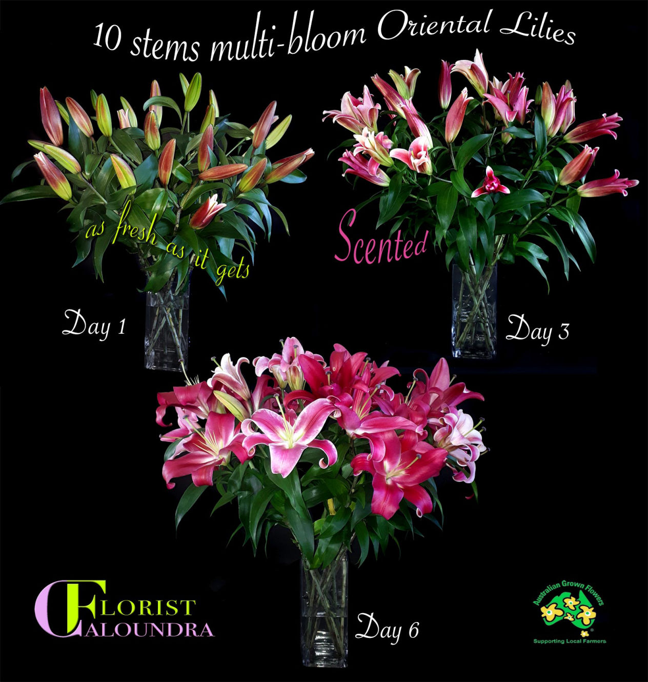 ORIENTAL LILIES CALOUNDRA FLORIST ORIENTAL LILIES