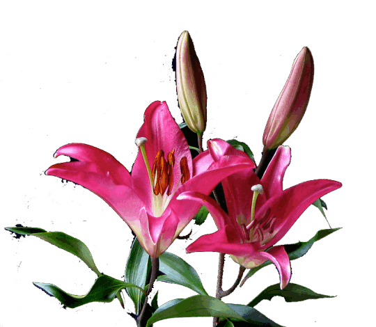 ORIENTAL LILY Oriental Lily