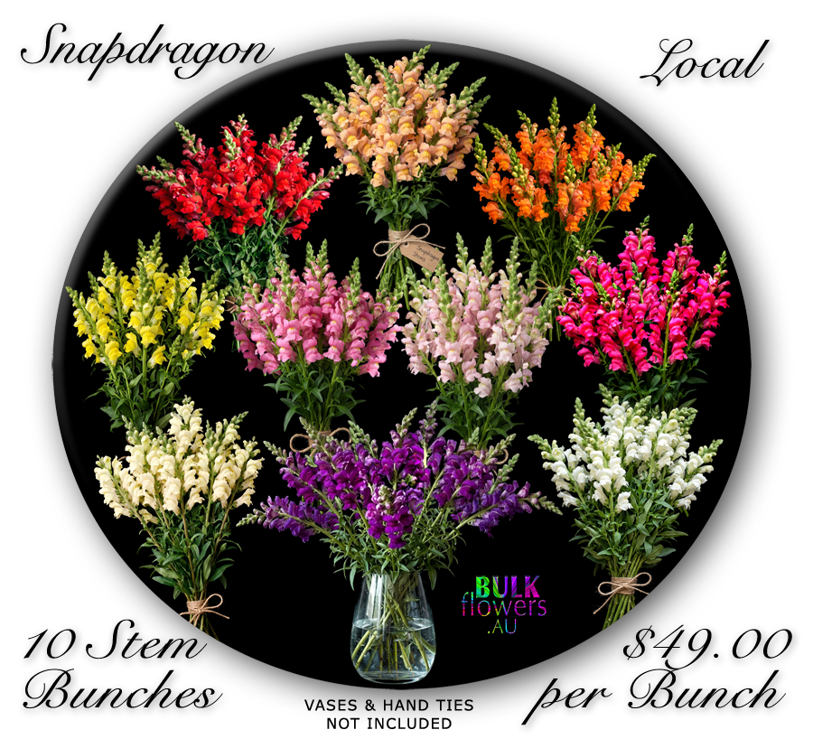 SNAPDRAGONS